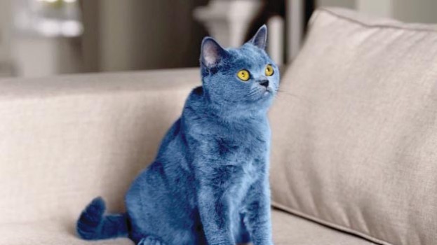 SmartiesCat