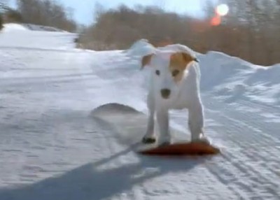 FidoSnowboard
