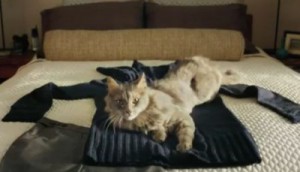 Purina