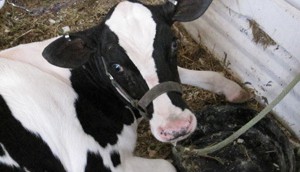Milk