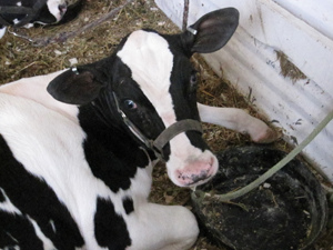 Milk