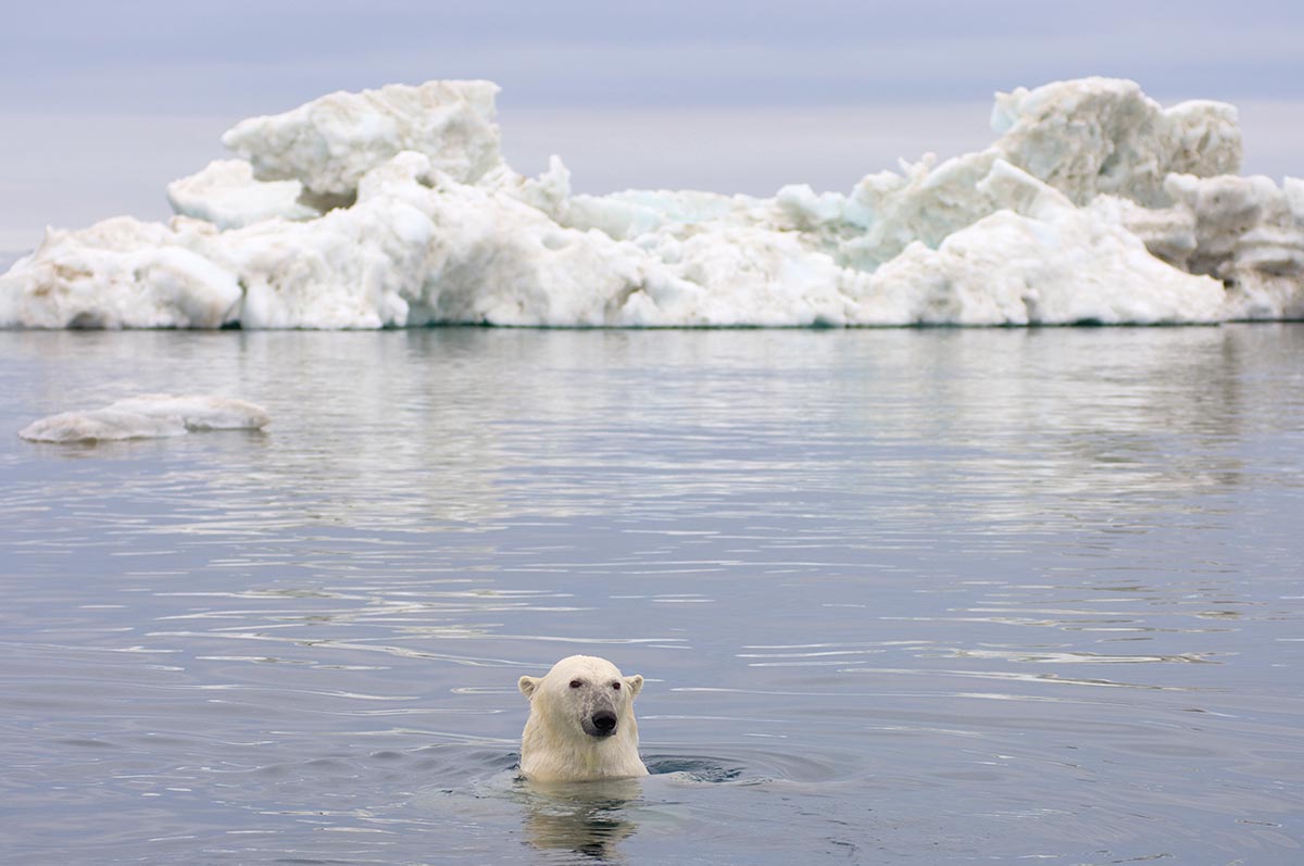Polar Bear Beaufort Sea Alaska Strategy