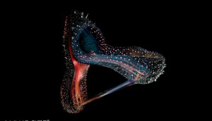 luxinside-DAGUEAERO-lowdef-louboutin
