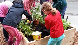 Kashi planting