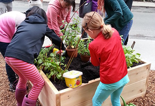 Kashi planting