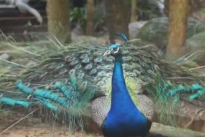 Peacock