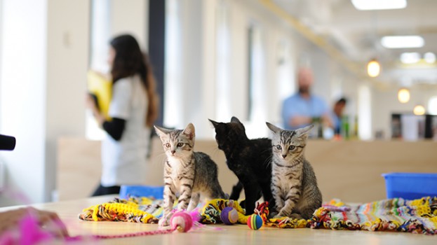 Kittens_1