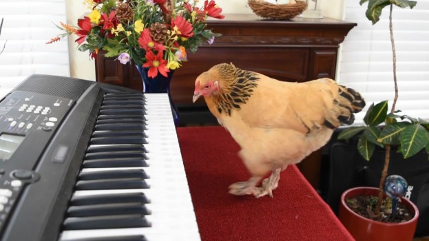 ChickenChopin