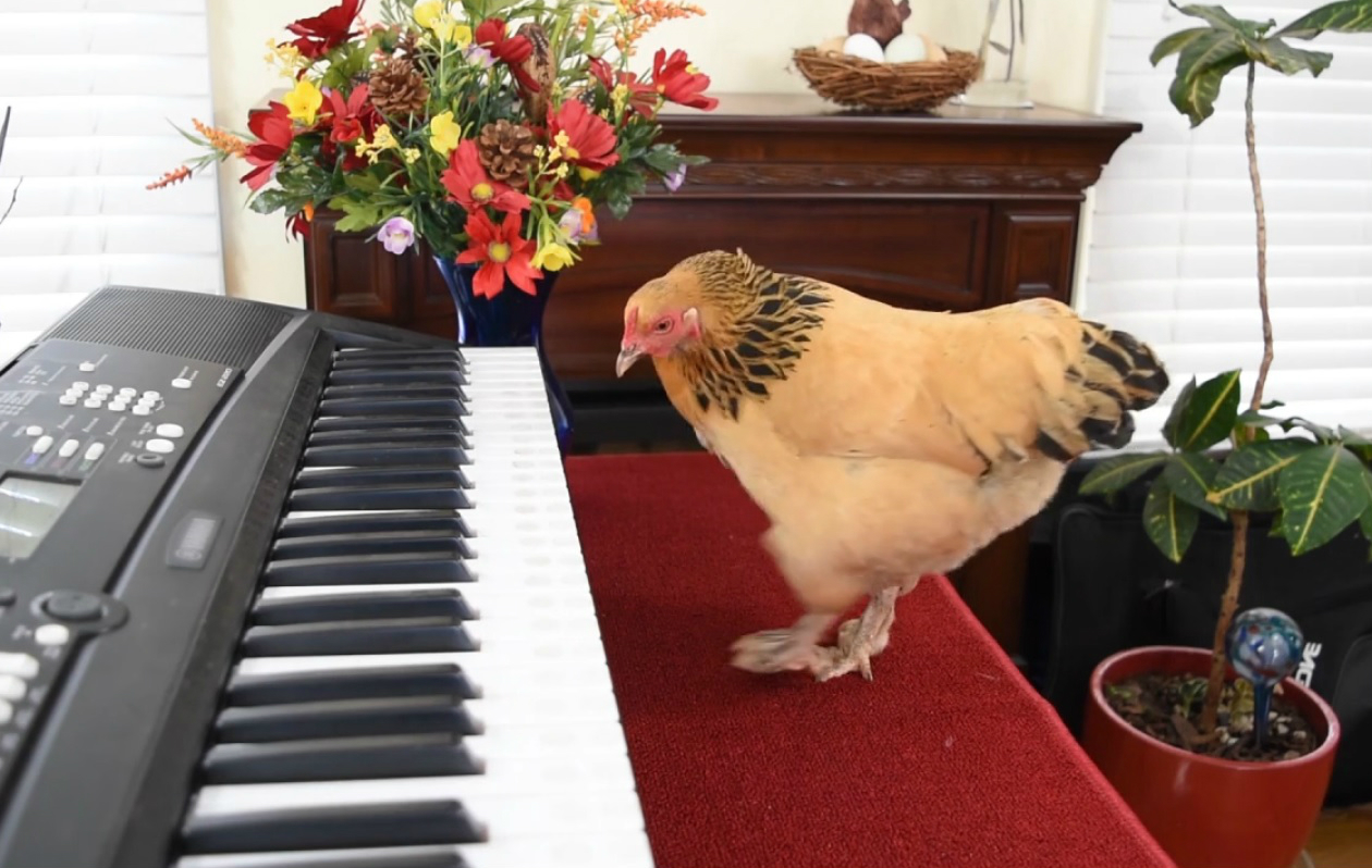 ChickenChopin