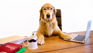 Global Pet Foods