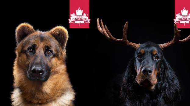 Nutrience-campaign-bear-623x350