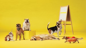 G_JStreetBusiness Book_Dogs5066b617e1a964e81b7a4c88409899dcdcf7d32c0275c6b00dcf1751ce0c947b