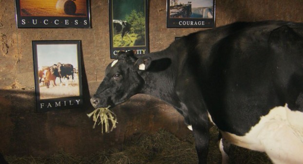 A day in the life of an Olympic dairy cow » Strategy
