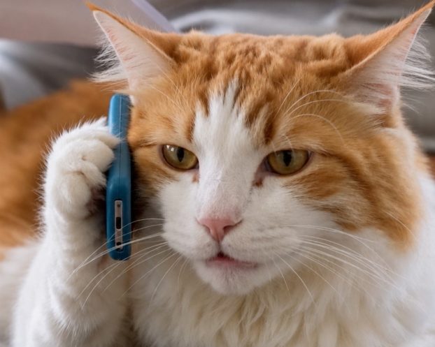 Calgary Humane Society reminds us that AI can't replace a pet's love